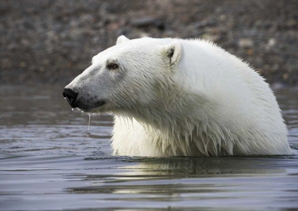Norway, Svalbard Polar bear standing in water